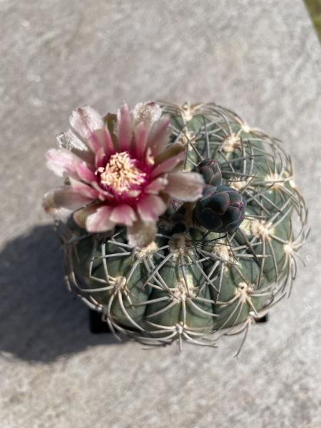 Gymnocalycium spegazzinii